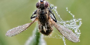 Bruxelles : découverte d'une nouvelle espèce de mouche
