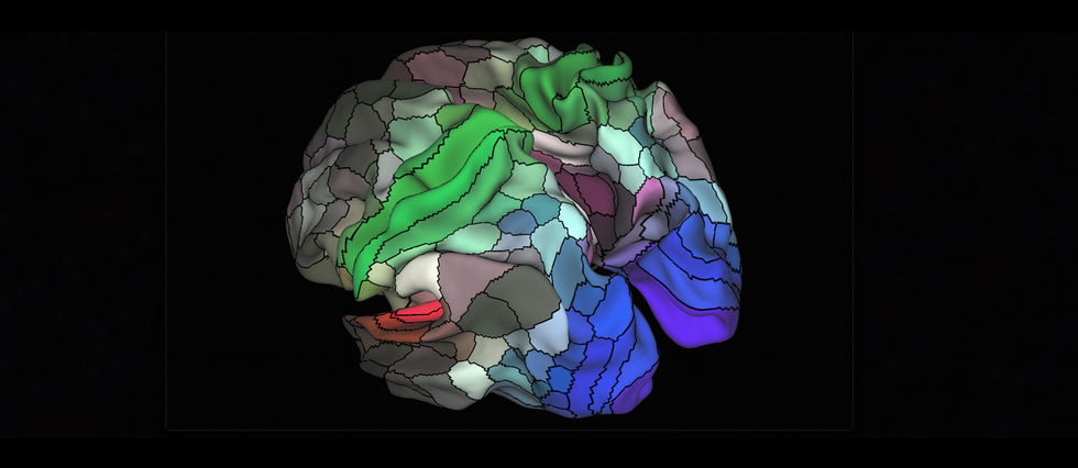 L'effarante découverte de 97 nouvelles aires dans le cerveau