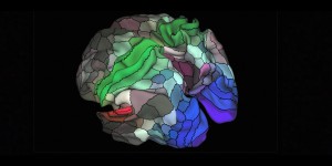 L'effarante découverte de 97 nouvelles aires dans le cerveau
