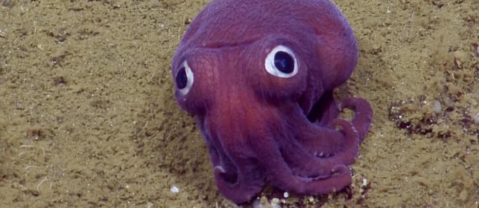 Une créature aquatique violette attendrit des scientifiques