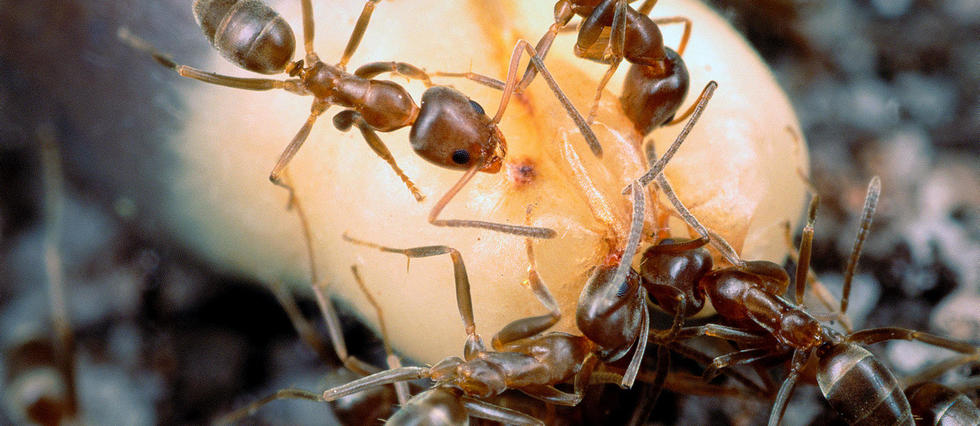 Quand les fourmis s'en vont en guerre