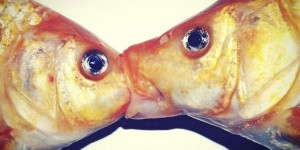 Révélations sur les préférences sexuelles des poissons