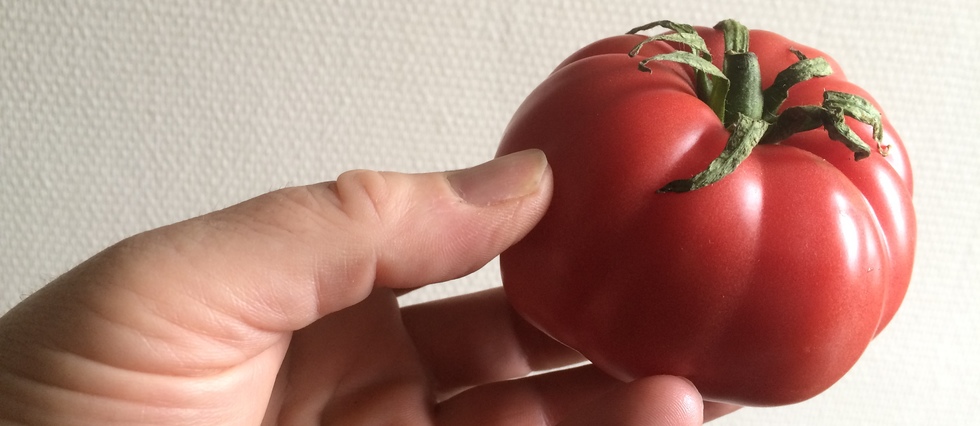 Quand la science veut redonner du goût aux tomates de supermarché