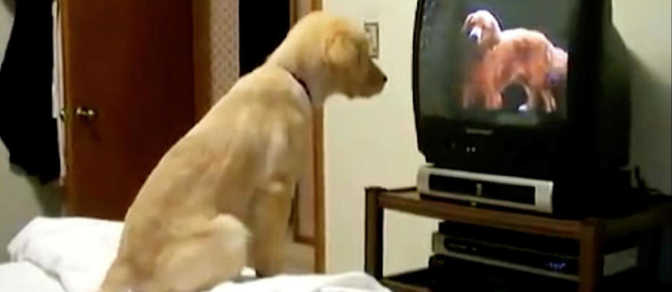 Que voit un chien quand il regarde la télévision ?