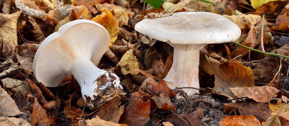 Le biomimétisme selon Idriss Aberkane #4 : les champignons