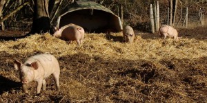 L'intelligence des animaux d'élevage #1 : le cochon