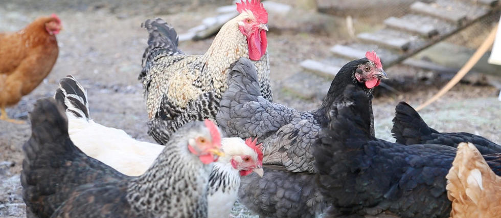 L'intelligence des animaux d'élevage #3 : la poule