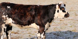 L'intelligence des animaux d'élevage #2 : la vache