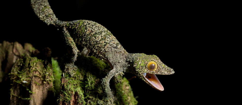 Le biomimétisme selon Idriss Aberkane #9 : les geckotechs