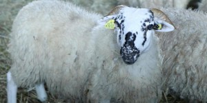 L'intelligence des animaux d'élevage #5 : le mouton