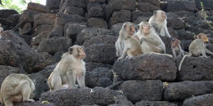 Des milliers de macaques de Java menacés d'euthanasie dans les zoos français