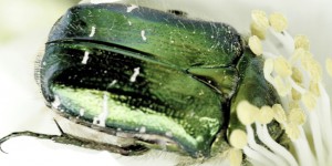 Le biomimétisme par Idriss Aberkane #22 : de sacrés scarabées !