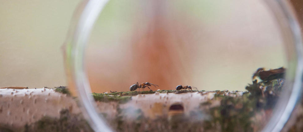 Les fourmis « kamikazes » de Bornéo