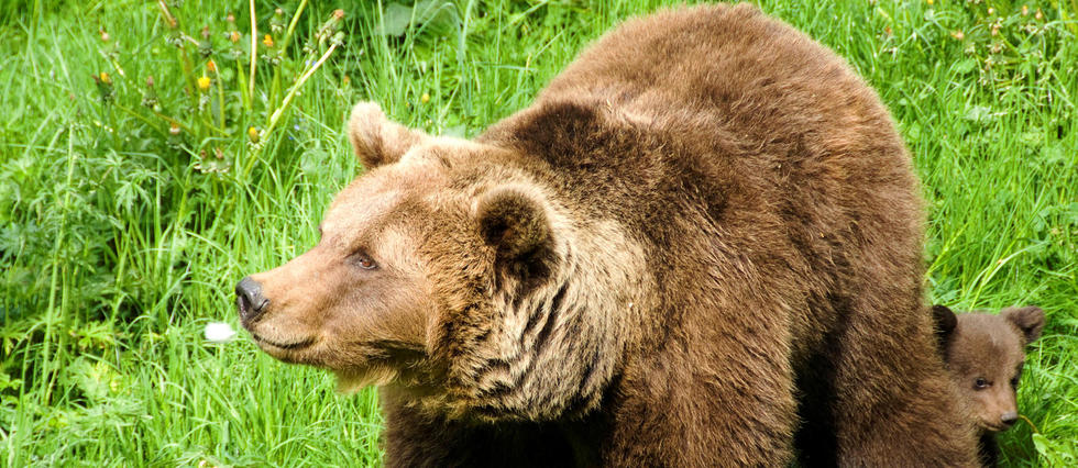 Un ourson perdu relâché dans les Pyrénées