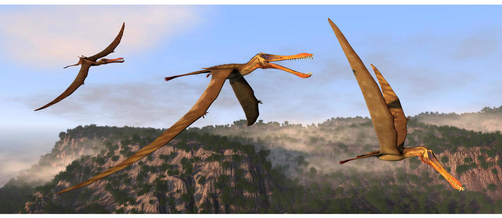 États-Unis : découverte d'une nouvelle espèce de ptérosaure