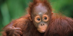Paris : un bébé orang-outan naît au Jardin des Plantes