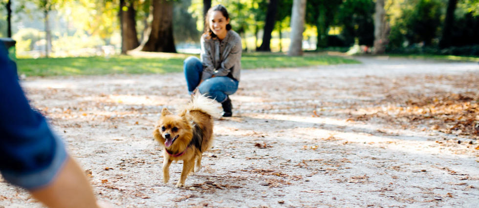 Californie : qui aura la garde du chien après le divorce ?