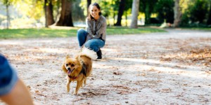 Californie : qui aura la garde du chien après le divorce ?