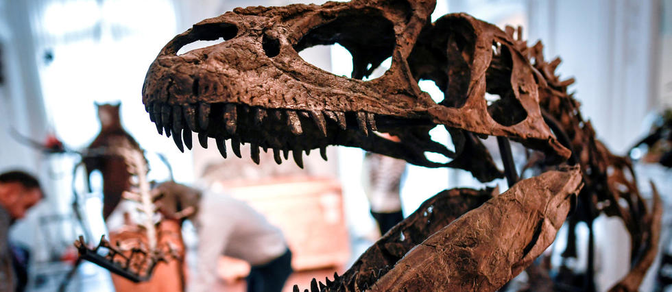 Un dinosaure extrêmement rare retrouvé en Australie