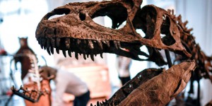 Un dinosaure extrêmement rare retrouvé en Australie