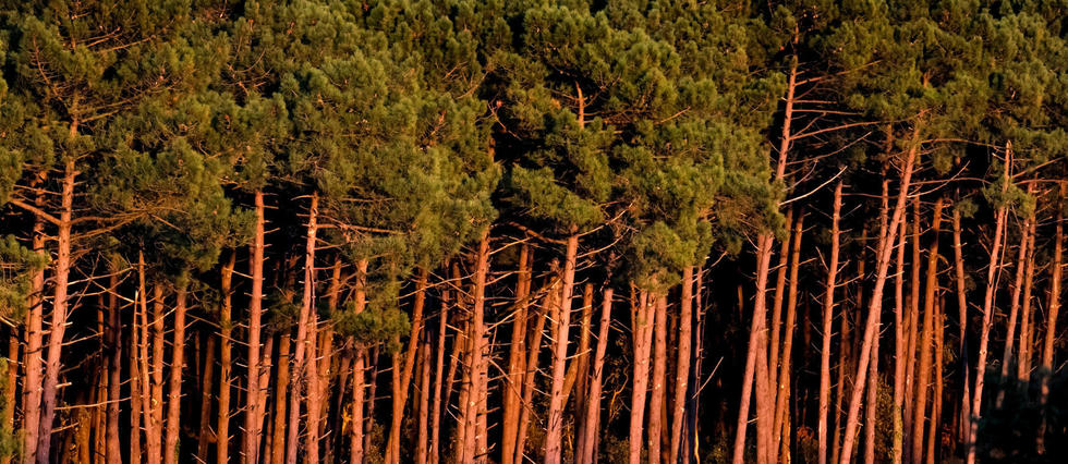 Des années de recherche pour sauver les pins des Landes