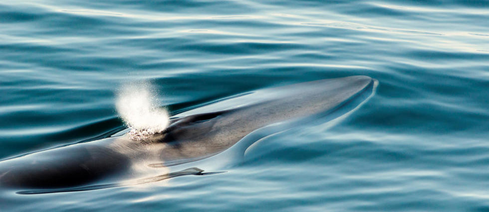 Blessée par l'homme, la baleine Fluker agonise en Méditerranée