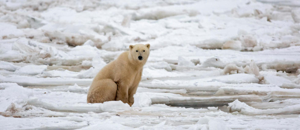 Réchauffement climatique : les ours polaires pourraient disparaître d'ici 2100