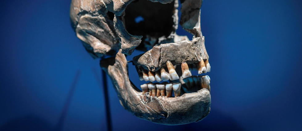 Haute-Garonne : découverte d'une dent humaine datant d'il y a 70 000 ans