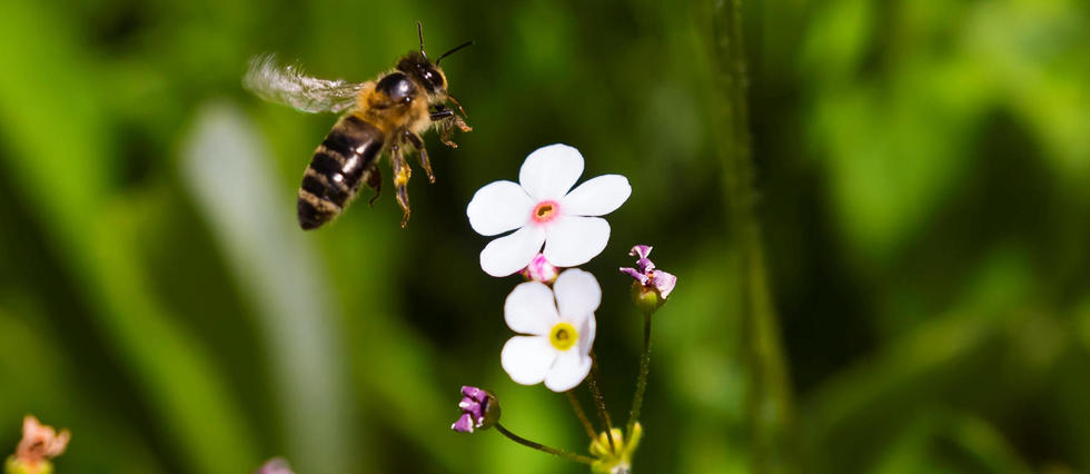 Un insecticide dangereux pour les abeilles bientôt réintroduit