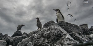 Les Galapagos recensent une population record de pingouins et de cormorans
