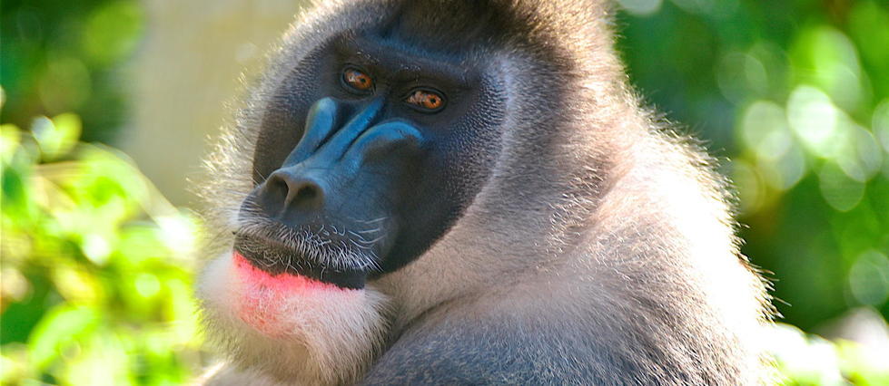 Pour protéger les primates, les scientifiques privés de selfies