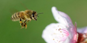 Un quart des espèces d’abeilles n’a pas été signalé depuis 1990