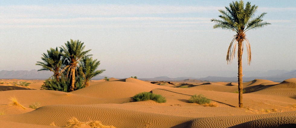 Sahara : des millions d’arbres découverts par l’intelligence artificielle