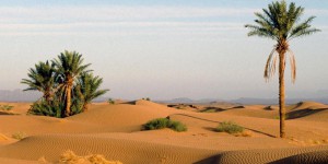 Sahara : des millions d’arbres découverts par l’intelligence artificielle