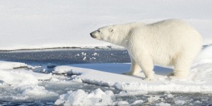 Fonte des glaces dans l’Arctique : le calvaire des ours polaires