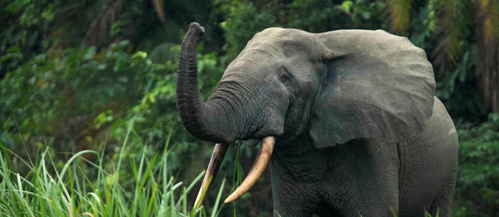 L’éléphant de forêt d’Afrique en danger critique d’extinction