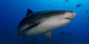 Le rôle improbable des requins dans les écosystèmes endommagés