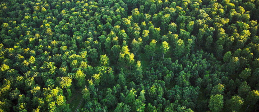 La grande mue des forêts françaises