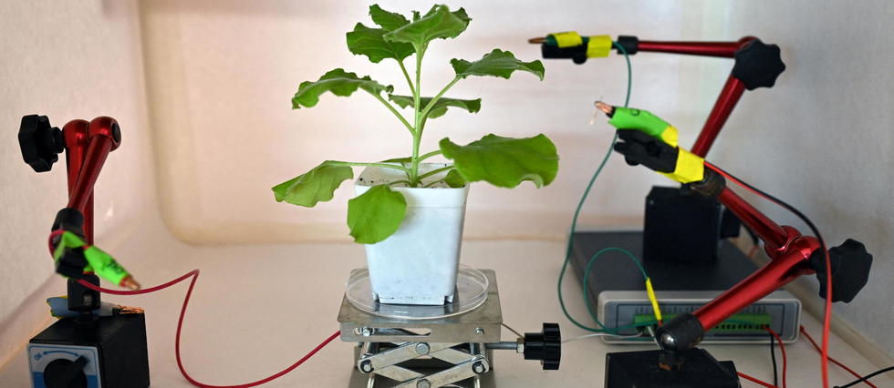 À Singapour, des scientifiques travaillent sur des « robots-plantes »