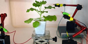 À Singapour, des scientifiques travaillent sur des « robots-plantes »