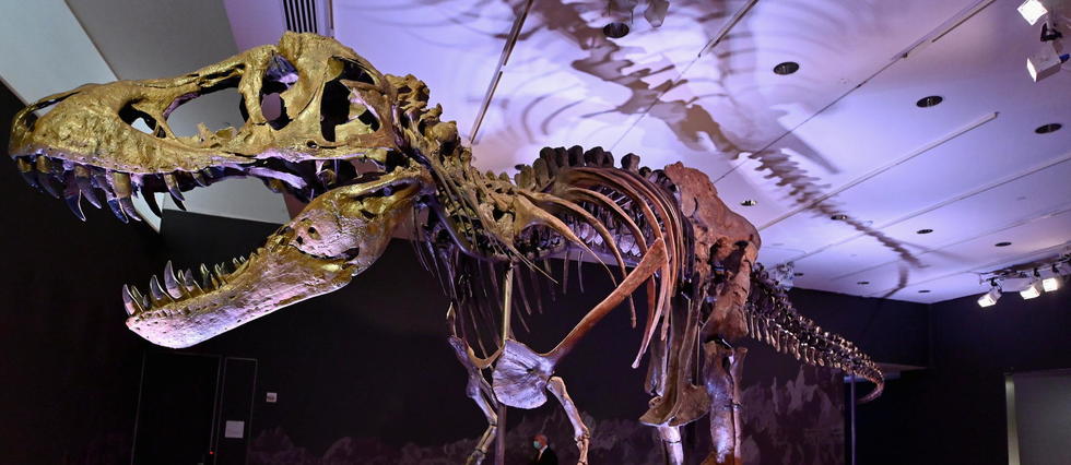 Les tyrannosaures n’étaient peut-être pas trop bêtes pour chasser en meute