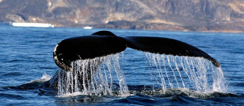 16 kg de plastiques retrouvés dans le ventre d’une baleine à bec dans les Landes