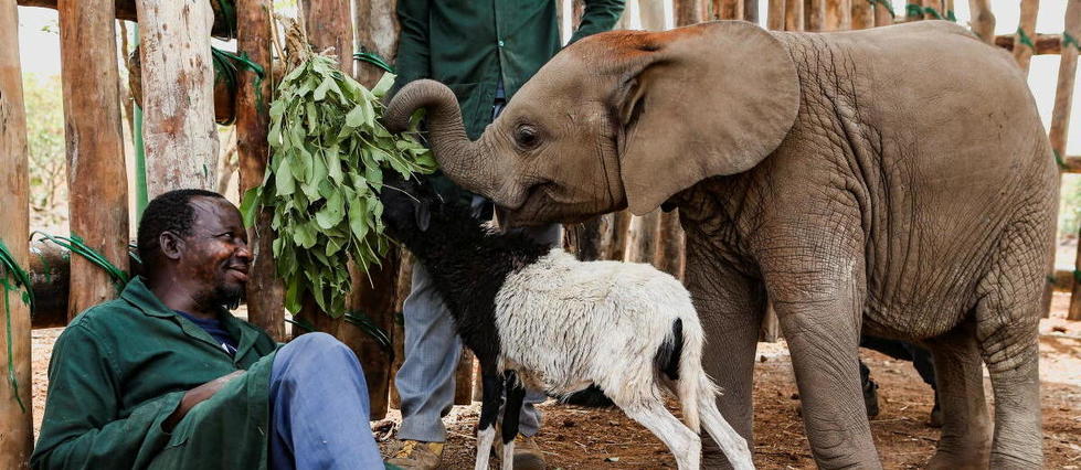 L’ADN d’éléphant, ça ne trompe pas : Nania, 3 ans, va retrouver sa mère