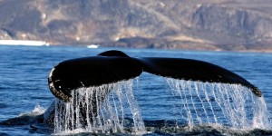 Des bombes de la Seconde Guerre mondiale rendent-elles les baleines sourdes ?
