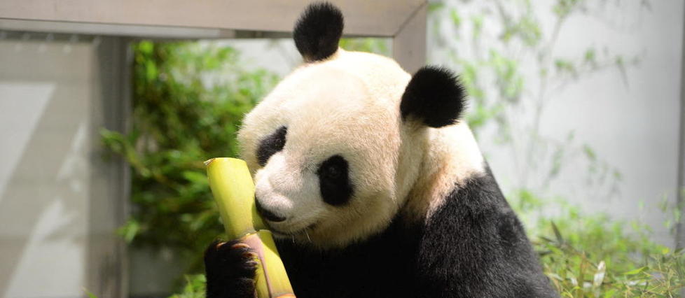La Chine retire les pandas géants de la liste des animaux menacés