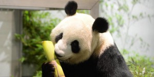 La Chine retire les pandas géants de la liste des animaux menacés