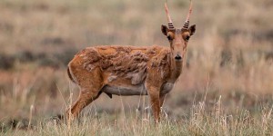 Kazakhstan : une antilope proche de l’extinction fait un retour en force