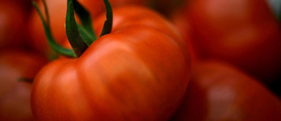 Les origines des fruits de l’été – La tomate qui se prend pour un légume