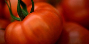 Les origines des fruits de l’été – La tomate qui se prend pour un légume