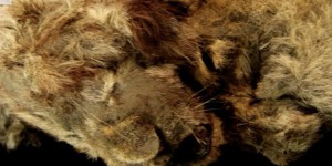 En Sibérie, un bébé lion de 28 000 ans retrouvé en parfait état